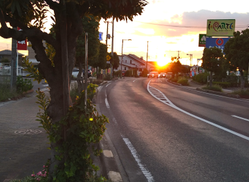 夕陽を浴びるやまもも通り